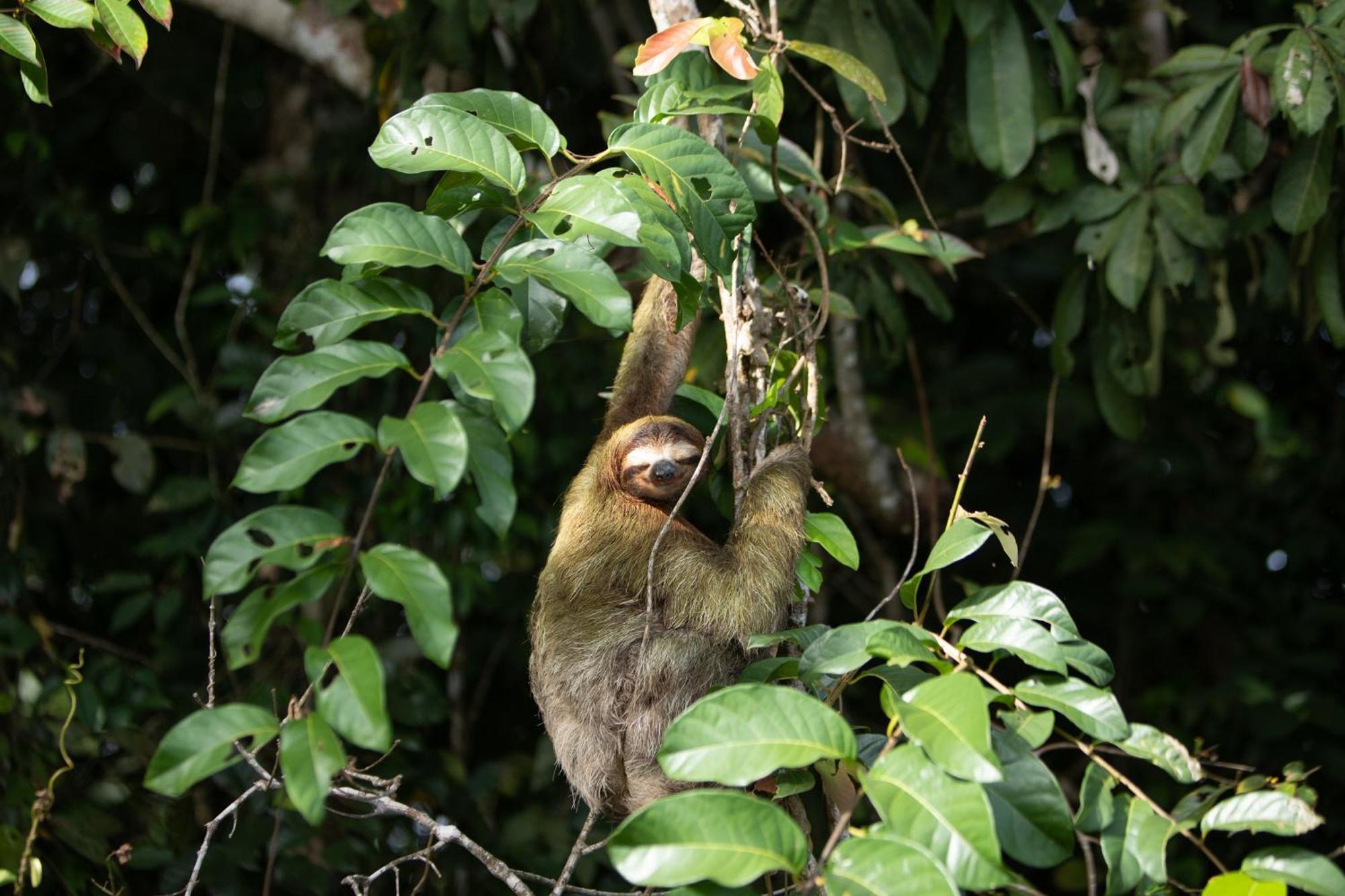 Evergreen Lodge Tortuguero Dış mekan fotoğraf
