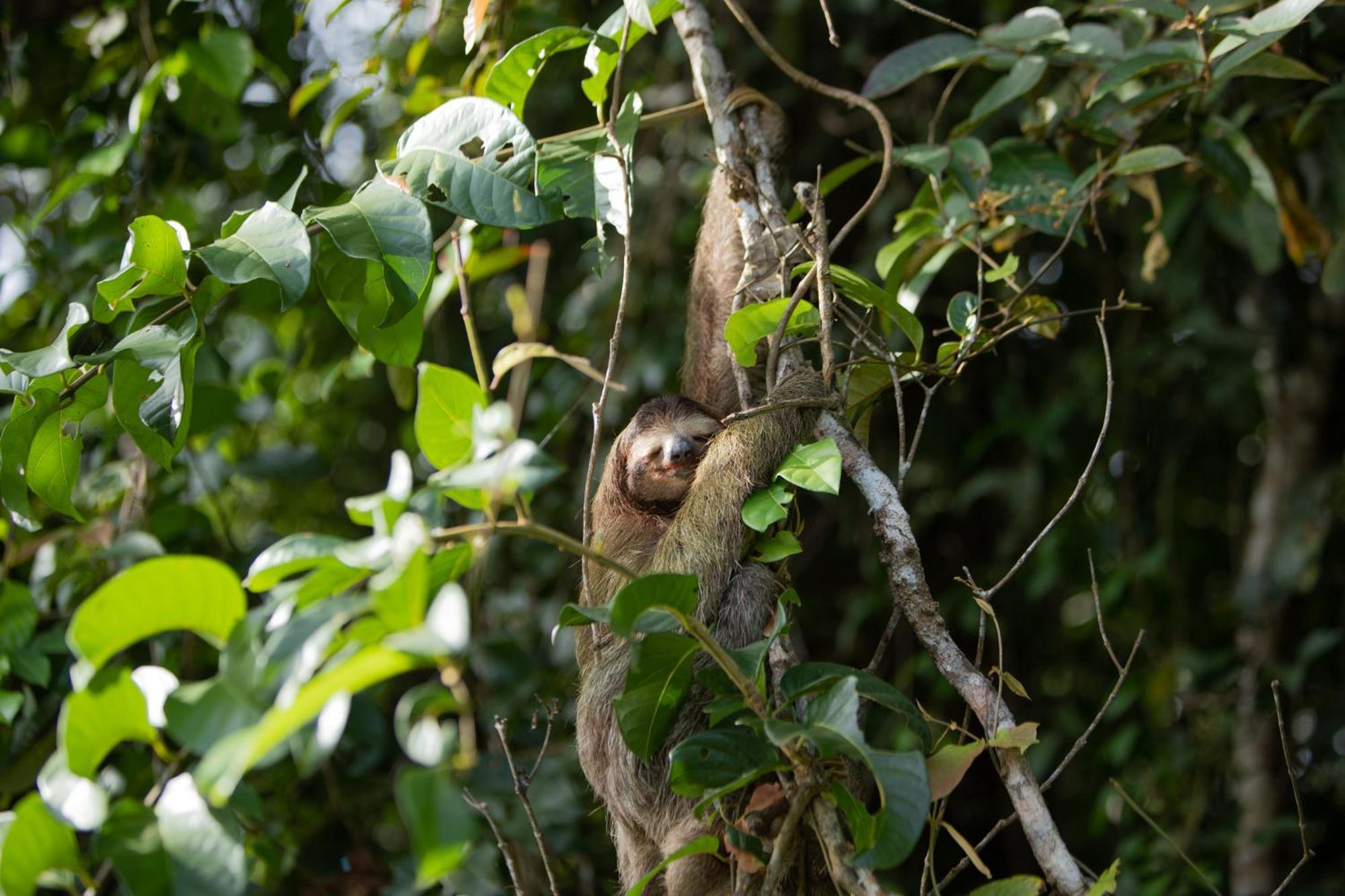 Evergreen Lodge Tortuguero Dış mekan fotoğraf