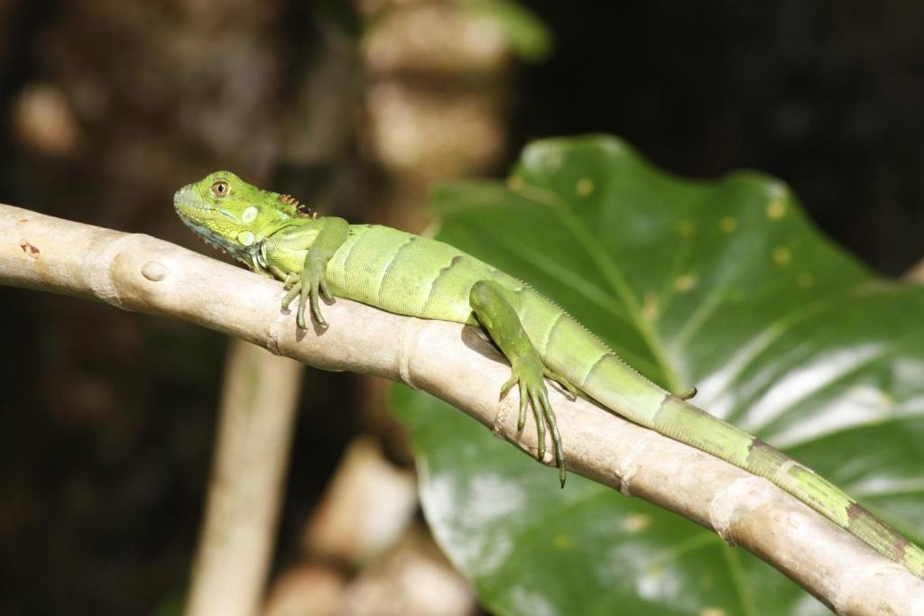 Evergreen Lodge Tortuguero Dış mekan fotoğraf
